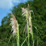 ［BIGボタニカル｜ドライ］パンパスグラス 150-160cm