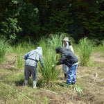 ［BIGボタニカル｜ドライ］パンパスグラス 150-160cm