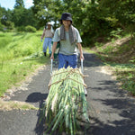 ［BIGボタニカル｜ドライ］パンパスグラス 150-160cm
