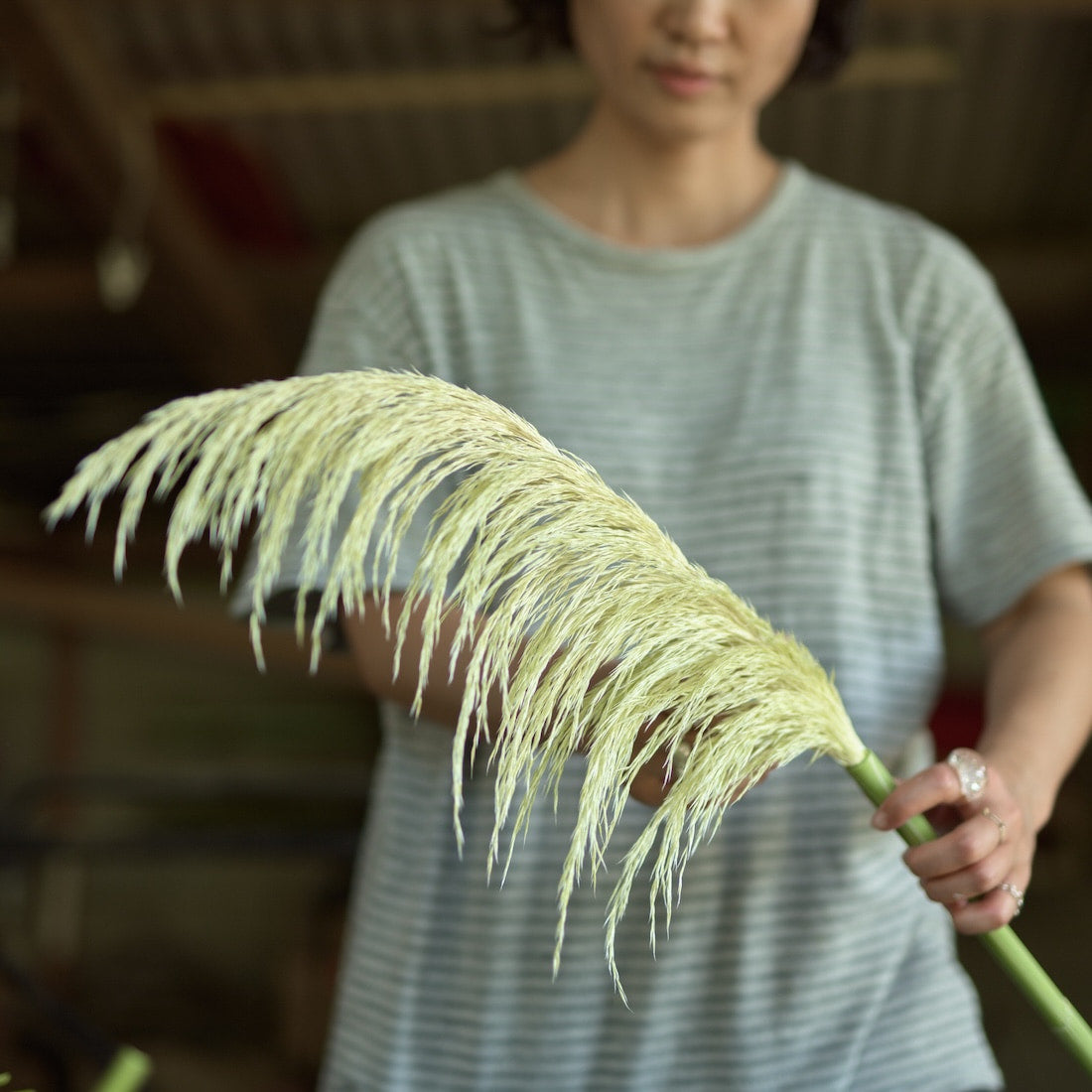 小さなテキサスのパンパスグラス