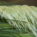 ［BIGボタニカル｜ドライ］パンパスグラス 150-160cm