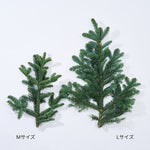 ［フレッシュな状態でお届け］モミ