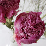 芍薬とおすすめドライフラワーのセット