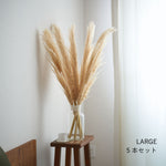 ［ドライフラワー］パンパスグラス