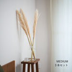 ［ドライフラワー］パンパスグラス