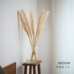 ［ドライフラワー］パンパスグラス