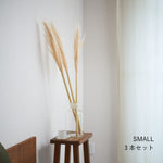 ［ドライフラワー］パンパスグラス