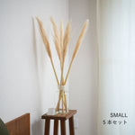 ［ドライフラワー］パンパスグラス