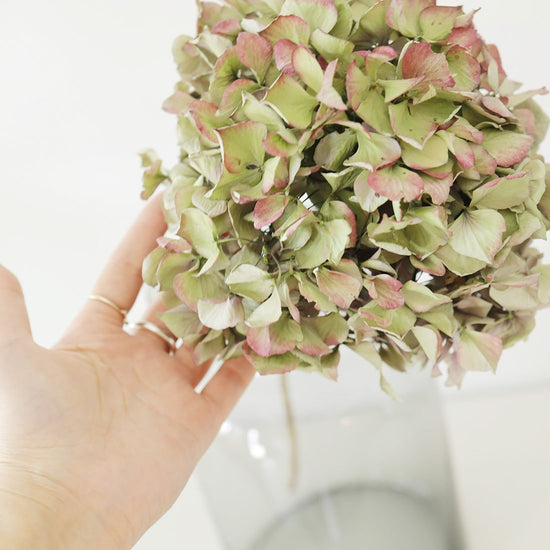 ［ドライフラワー］紫陽花 アルペングローアンティーク ２本セット