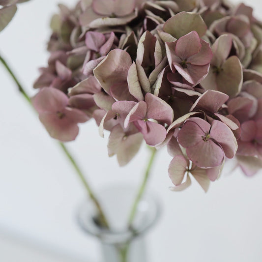 ［ドライフラワー］紫陽花 オパールグリーンピンク ２本セット