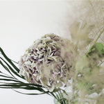 ［ドライフラワー］紫陽花 オパールグリーンピンク ２本セット