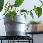 ［雑貨］アーバンプランツポット