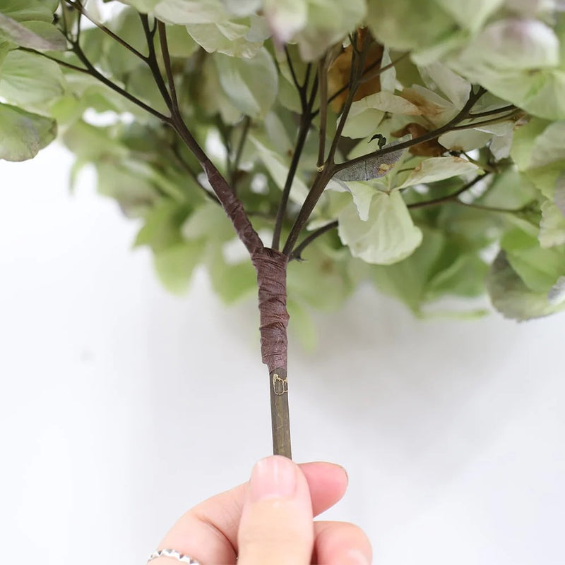 ひとつひとつ異なる、紫陽花の個性をお楽しみください