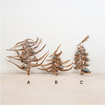 ［BIGボタニカル｜ドライ］タビビトノキ　