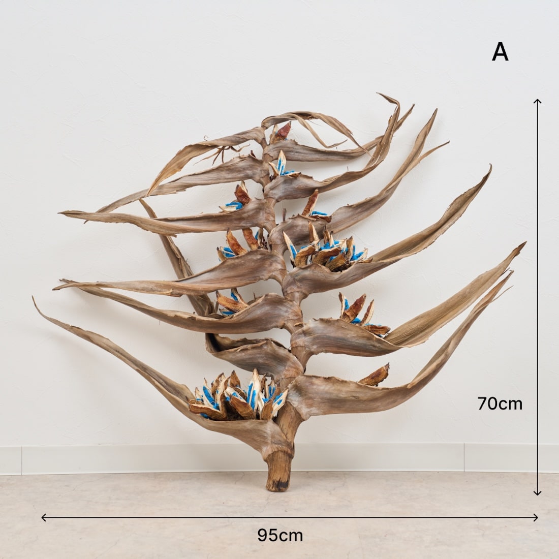 BIGボタニカル］タビビトノキ の商品ぺージ - 土と風の植物園