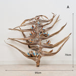 ［BIGボタニカル｜ドライ］タビビトノキ　