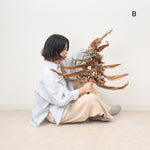 ［BIGボタニカル｜ドライ］タビビトノキ　