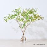 【出荷日指定商品】［フレッシュな状態でお届け］ドウダンツツジ