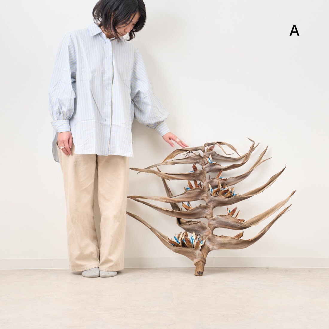 BIGボタニカル］タビビトノキ の商品ぺージ - 土と風の植物園