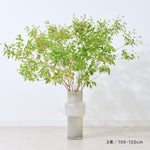 【出荷日指定商品】［フレッシュな状態でお届け］ドウダンツツジ