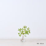 【出荷日指定商品】［フレッシュな状態でお届け］ドウダンツツジ