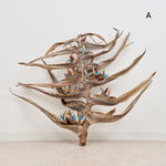 ［BIGボタニカル｜ドライ］タビビトノキ　