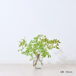 【出荷日指定商品】［フレッシュな状態でお届け］ドウダンツツジ