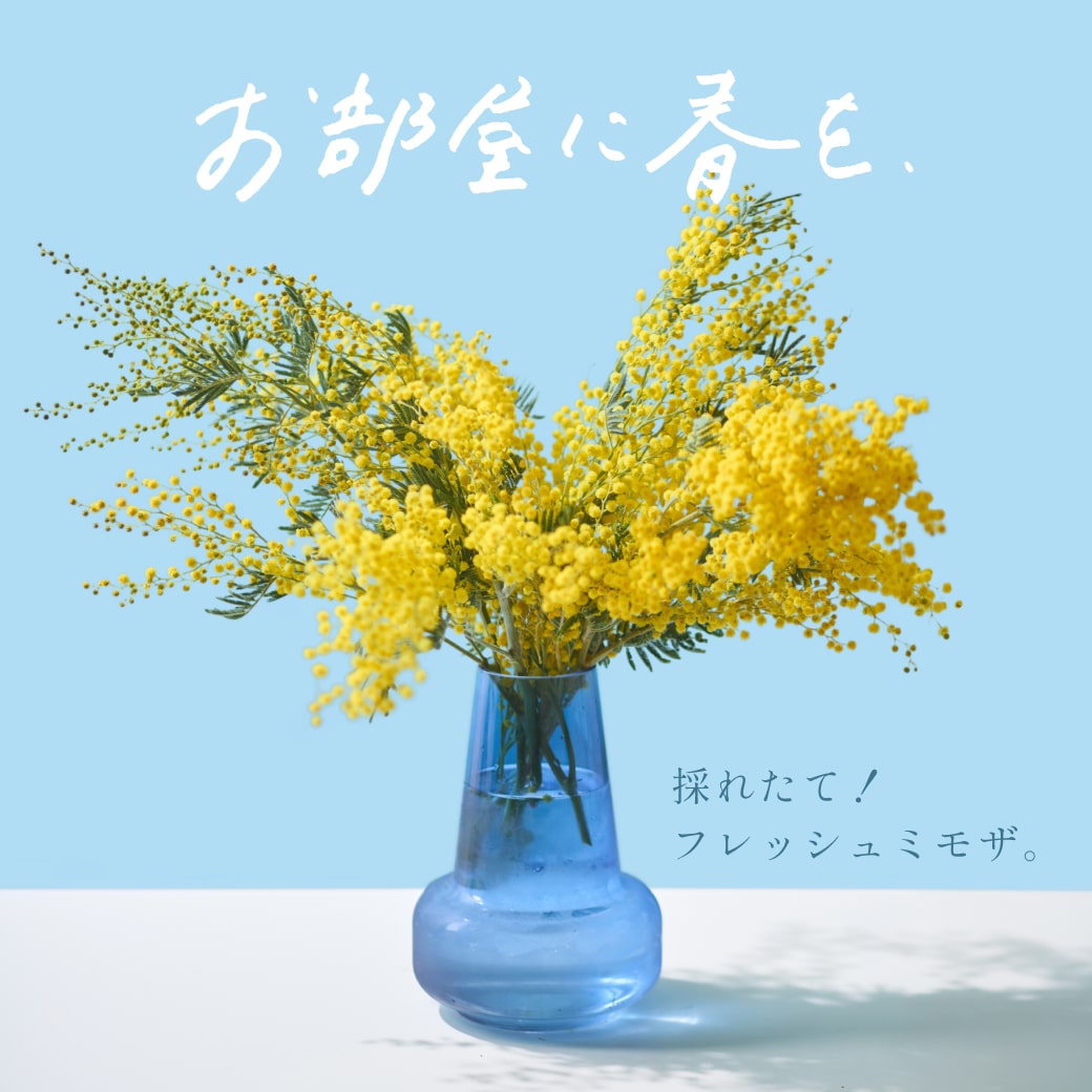 1.ミモザ切花100サイズ 【公式通販】