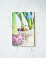 送料無料｜［雑貨］春待つ球根のポストカード／3枚セット