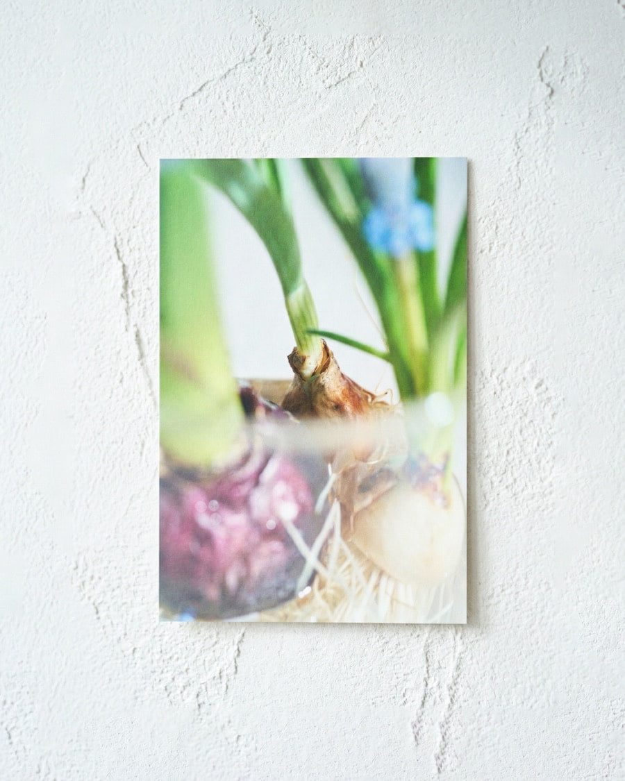 送料無料｜［雑貨］春待つ球根のポストカード／3枚セット