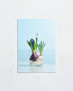 送料無料｜［雑貨］春待つ球根のポストカード／3枚セット