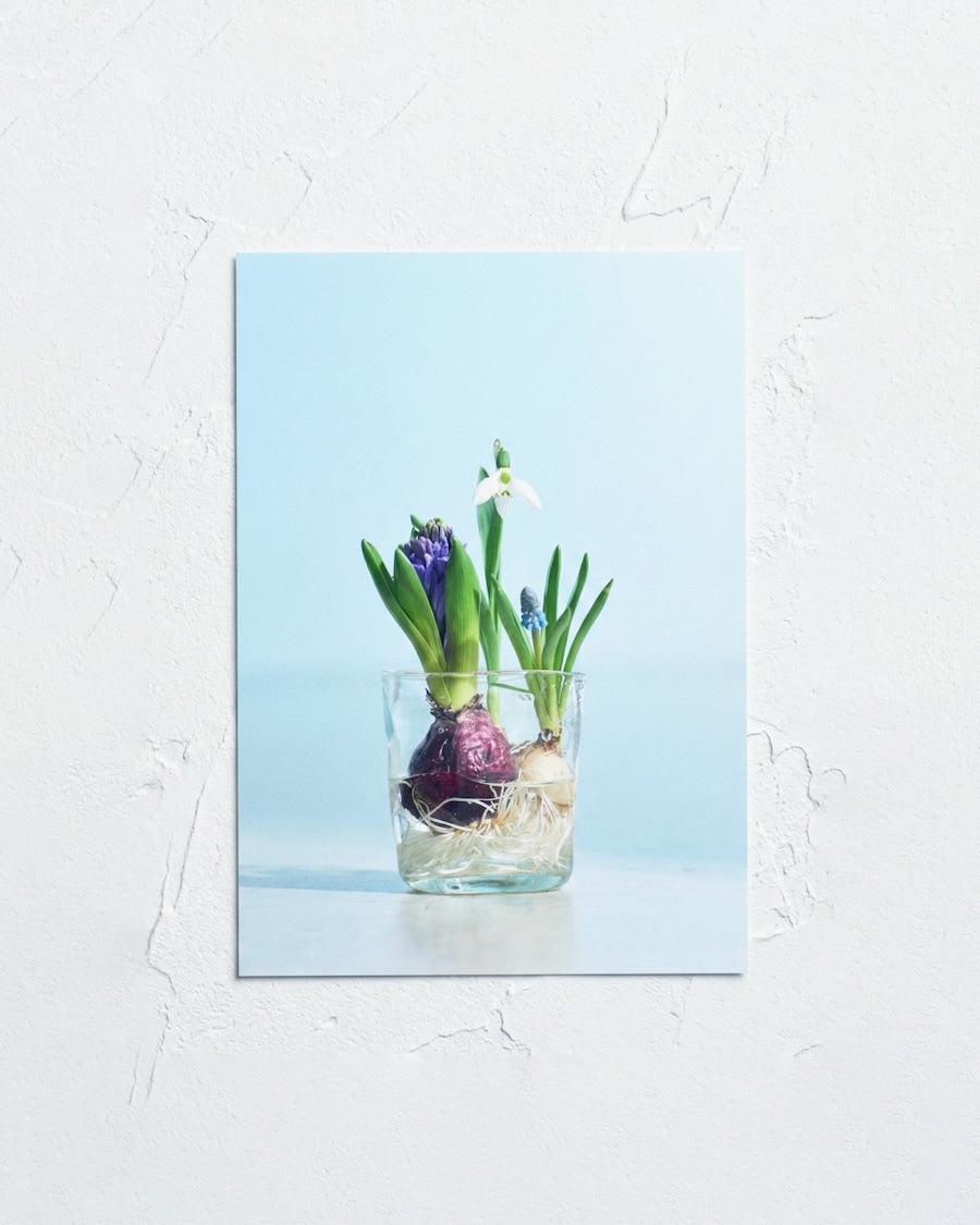 送料無料｜［雑貨］春待つ球根のポストカード／3枚セット