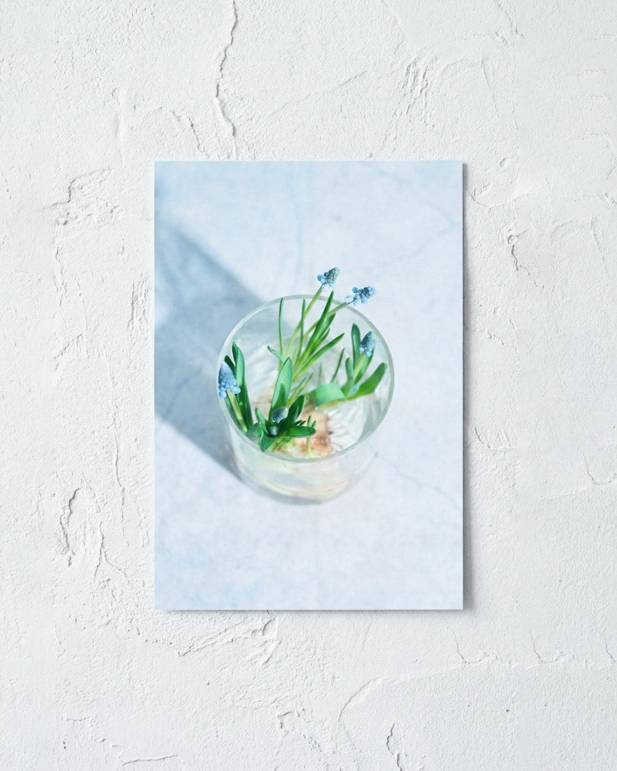 送料無料｜［雑貨］春待つ球根のポストカード／3枚セット