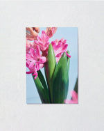 送料無料｜［雑貨］春待つ球根のポストカード／3枚セット
