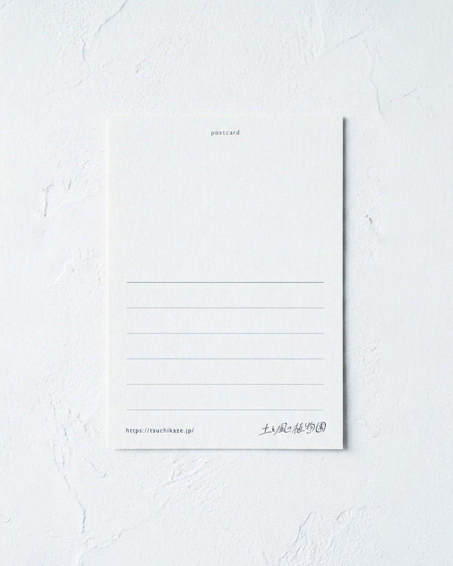 送料無料｜［雑貨］春待つ球根のポストカード／3枚セット