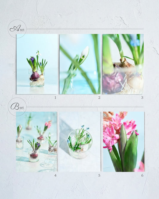 送料無料｜［雑貨］春待つ球根のポストカード／3枚セット