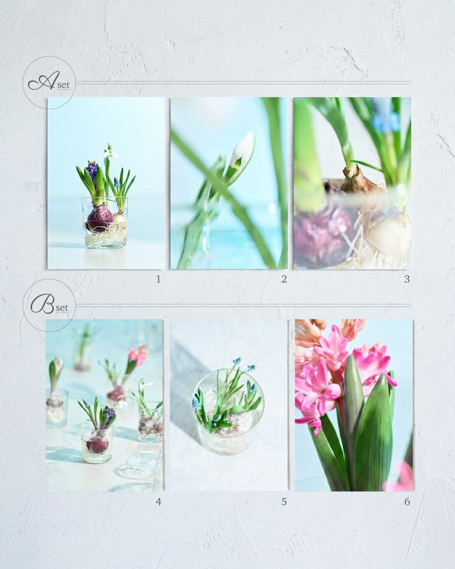 送料無料｜［雑貨］春待つ球根のポストカード／3枚セット