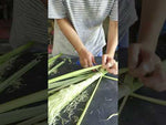 【予約販売｜8月末〜順次発送】［ドライフラワー］パンパスグラス