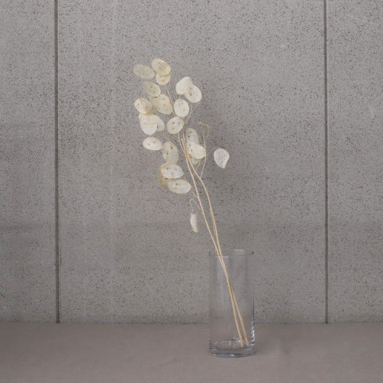 ［ドライフラワー］ルナリア プリザーブド（ホワイト）