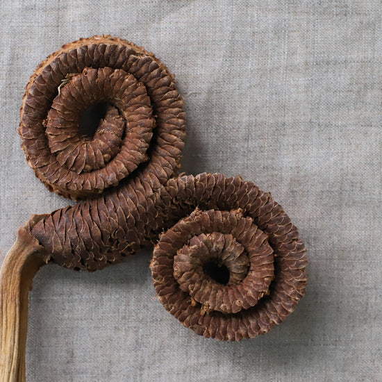 ［ドライフラワー］タルホーン