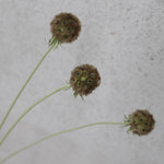 ［ドライフラワー］スカビオサ ステルンクーゲル