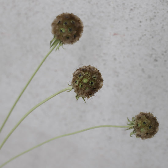 ［ドライフラワー］スカビオサ ステルンクーゲル