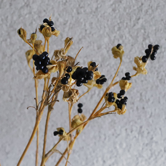 ［ドライフラワー］ヒオウギの実
