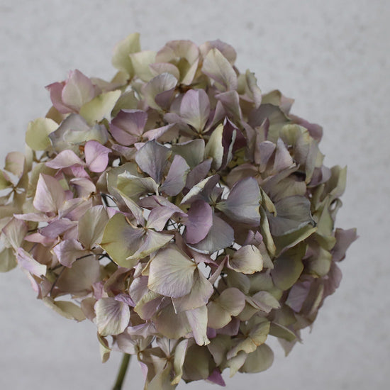 ［ドライフラワー］紫陽花 アンティークピンク