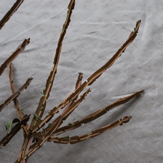 ［ドライフラワー］錦木