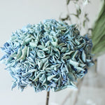 ［ドライフラワー］紫陽花  西安アンティークブルー＜クロダナーセリー＞