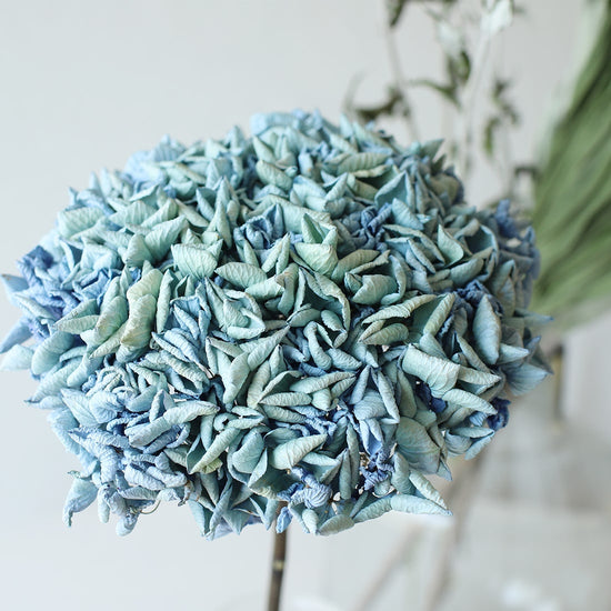 ［ドライフラワー］紫陽花  西安アンティークブルー＜クロダナーセリー＞
