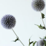 ［ドライフラワー］ルリ玉アザミ ベッチーズブルー