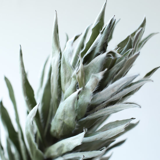 ［ドライフラワー］リューカデンドロン アージェンタム シルバー ２本セット