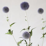 ［ドライフラワー］ルリ玉アザミ ベッチーズブルー